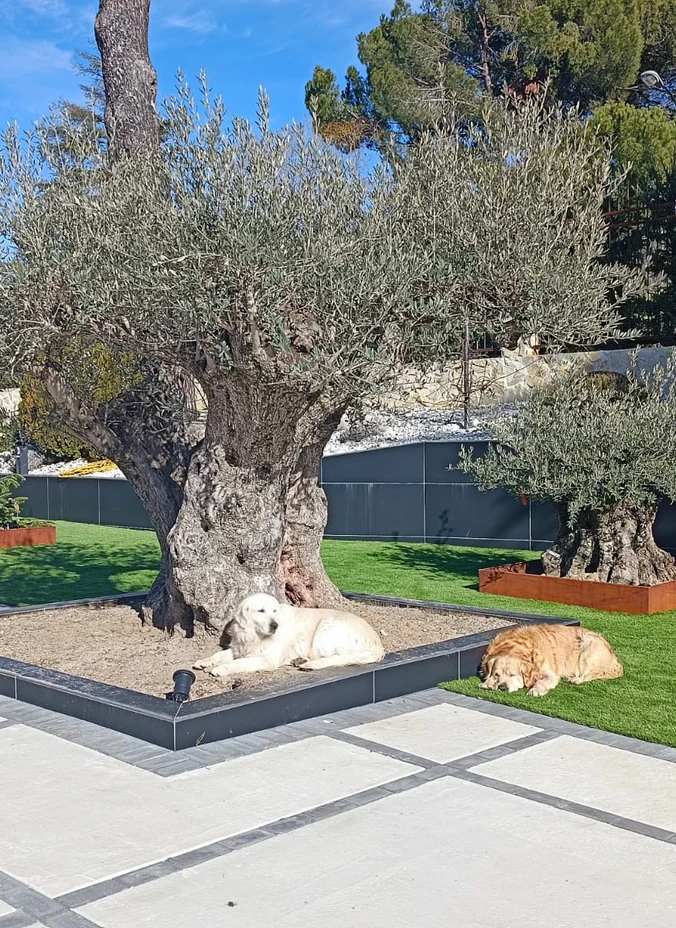 Olivo en una jardinera junto a césped artificial y una terraza