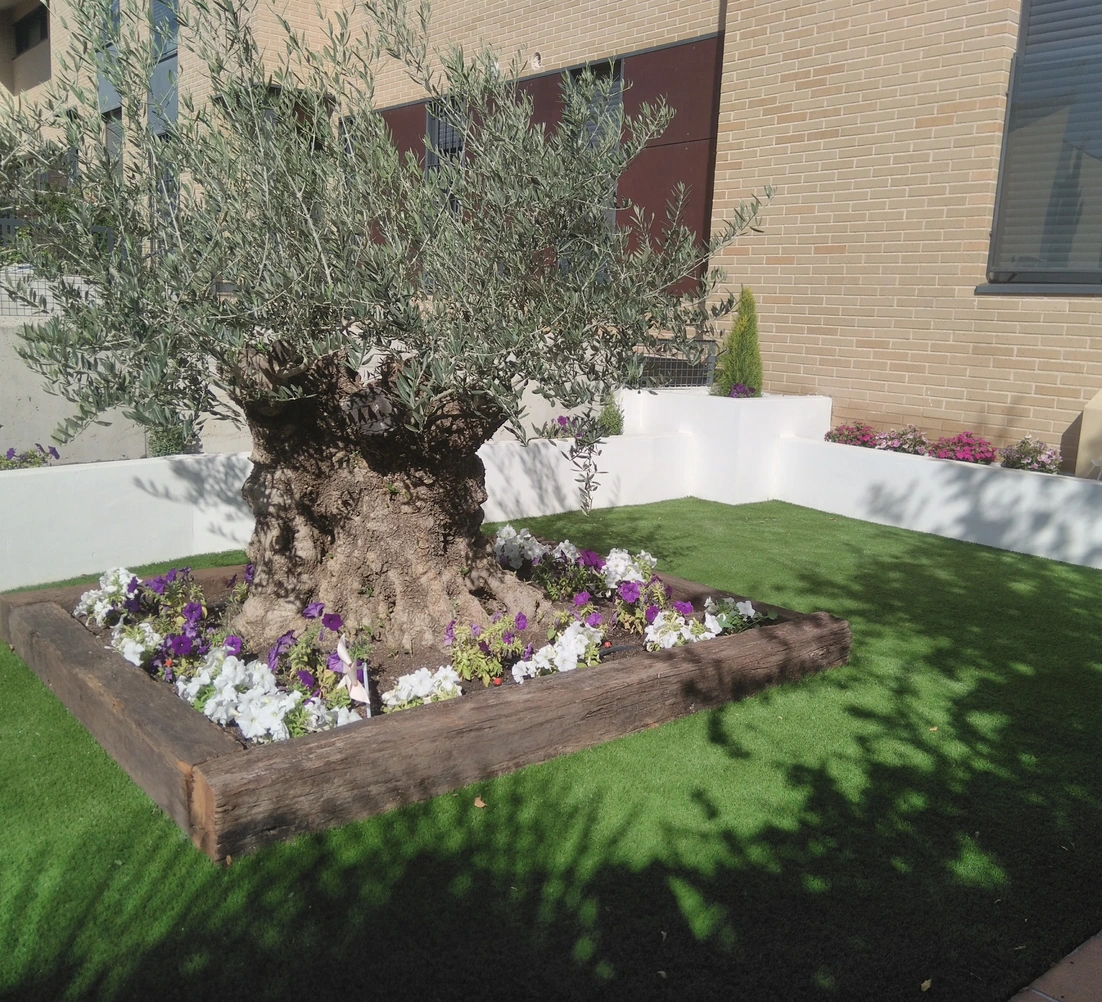 Olivo en una jardinera de madera con flores sobre césped artificial